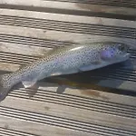 Insolite De Peche Serenite - Bien Etre * Ban-sur-Meurthe-Clefcy