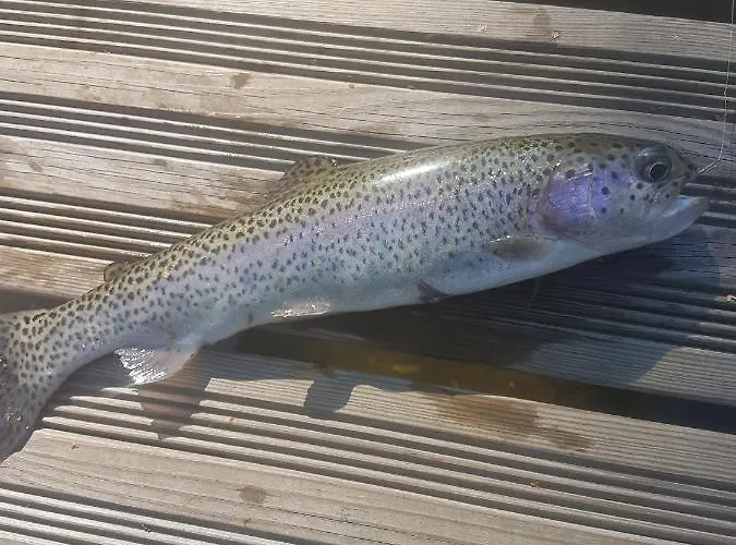 Insolite De Peche Serenite - Bien Etre * Ban-sur-Meurthe-Clefcy